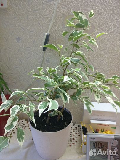 Фикус Бенжамина