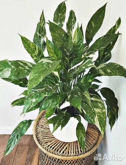 Спатифиллум Diamond Variegated