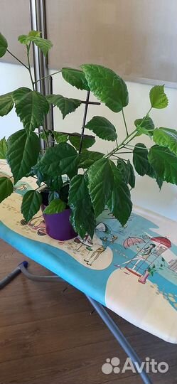 Гибискус (китайская роза)