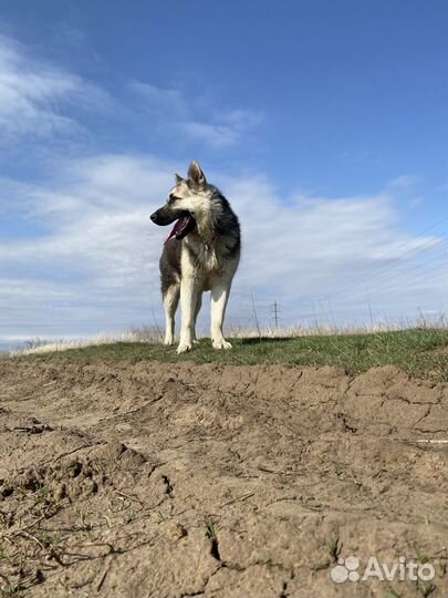 Вязка кобель вео