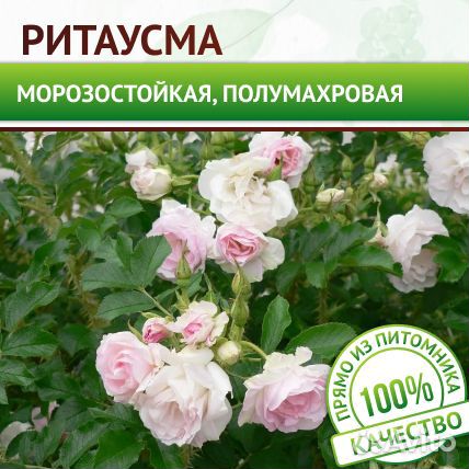 Саженцы Роза морщинистая (Ругоза) Ритаусма