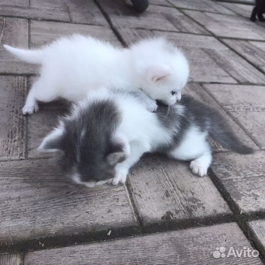 Отдам милых, замечательных котяток в добрые руки