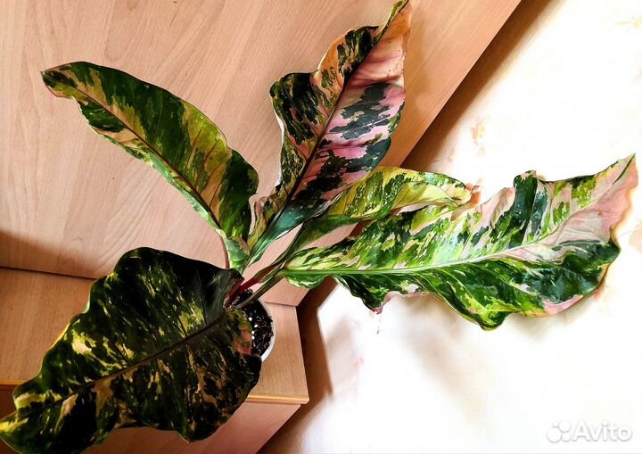 Антуриум вариегатный