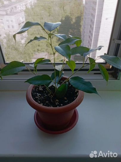 Комнатный цветок Фикус