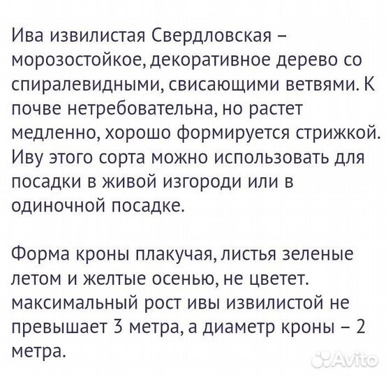 Ива извилистая Свердловская