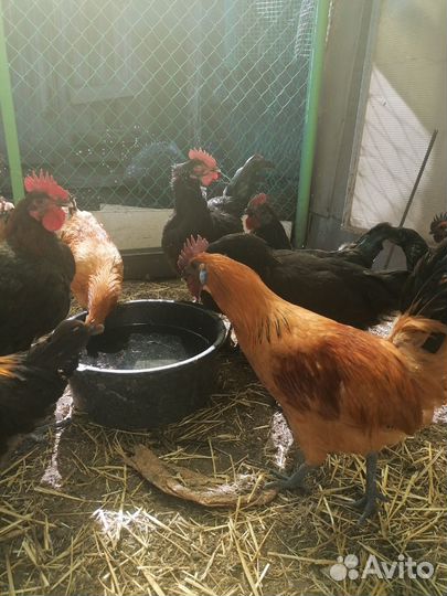 Куры Лакиндази