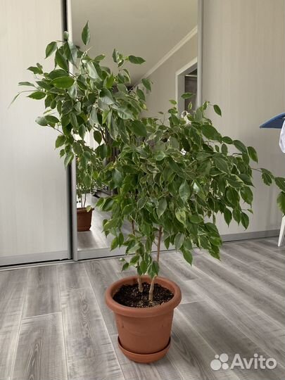 Фикус бенджамина пестролистный