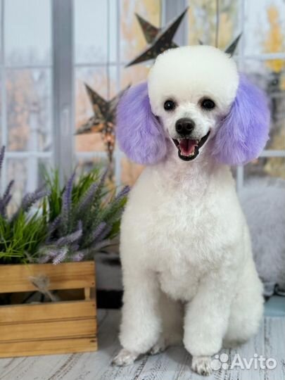 Вязка кобель пудель той