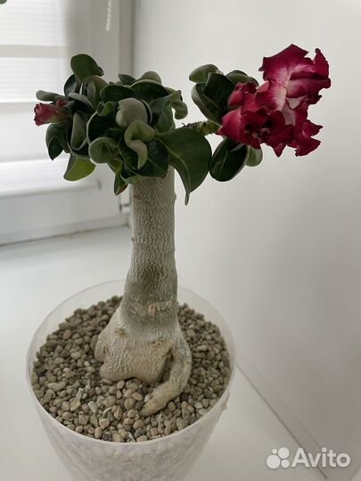 Адениум мини