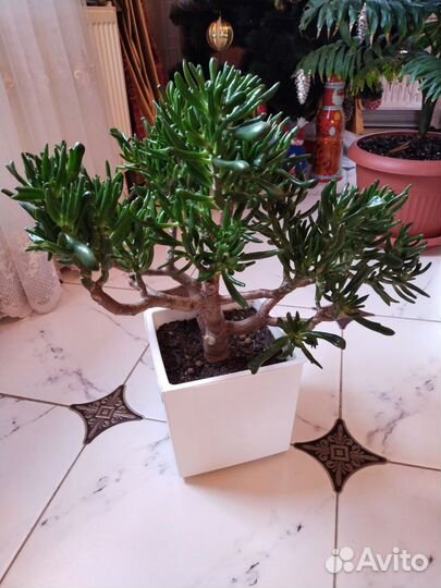 Крассула овита хоббит