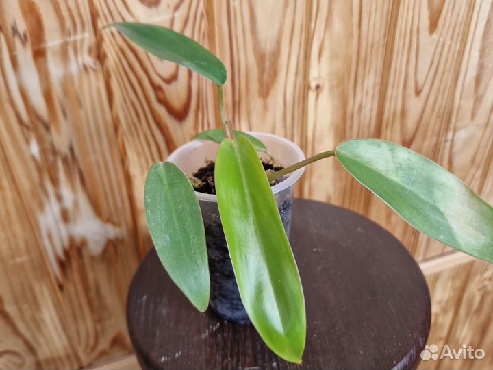 Филодендрон Краснеющий