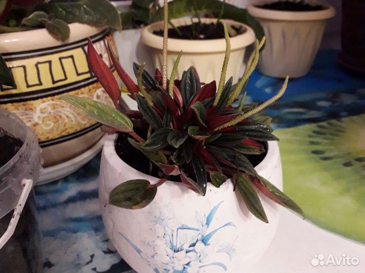 Комнатные растения