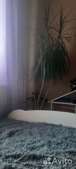 Пальма драцена