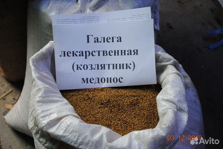 Галега, гинура, липпия, расторопша против диабета