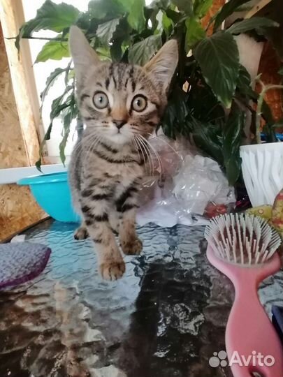 Кошки шотландцы
