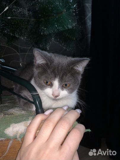 Котенок