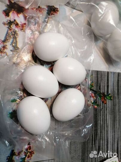 Подкладное яйцо куриные и утиные