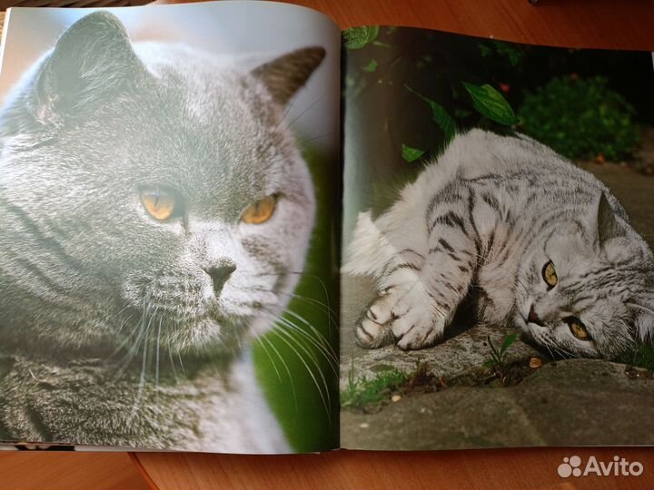 Книга энциклопедия про кошек