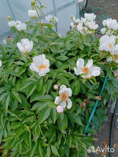 Марьин корень