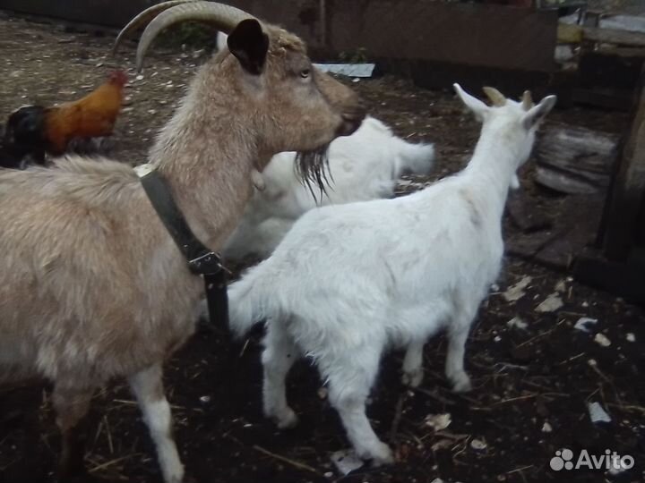 Козочки и козлик