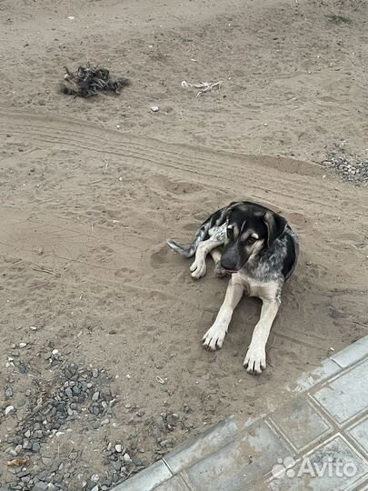 Собака в добрые руки