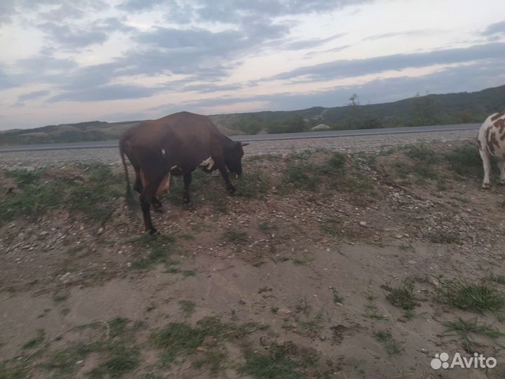 Дойные коровы