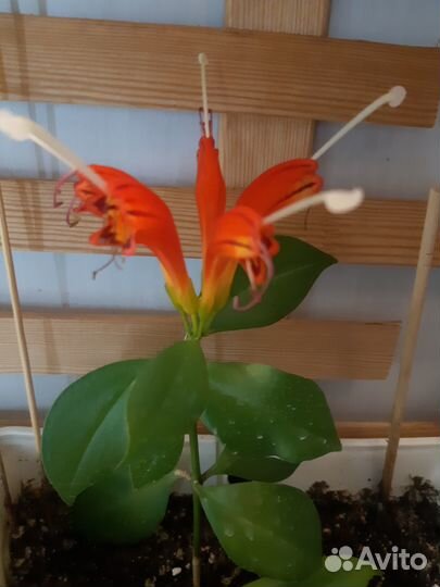 Эсхинантус жар птица