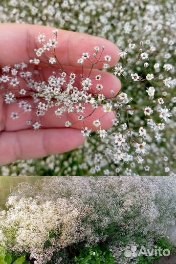 Букет из ромашек, гипсофилы