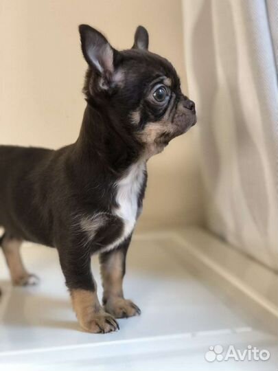 Щенок с красивой мордочкой чихуахуа мальчик