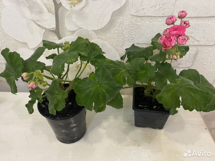 Пеларгония зональная сортовая