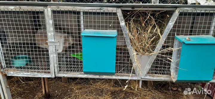 Клетки для кроликов