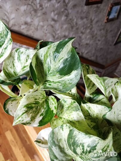 Сциндапсус хеппи лиф