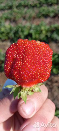 Клубника ремонтантная,сорт Елизавета
