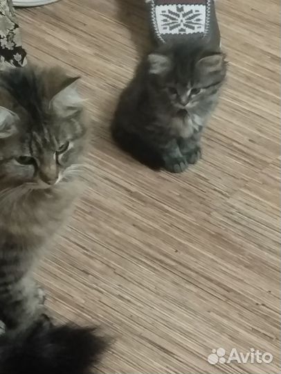 Пушистые котята русской сибирской кошки