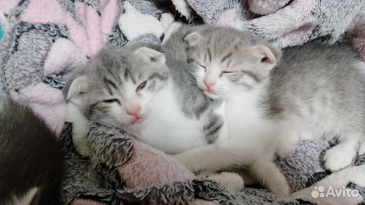 Вислоухий котенок