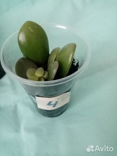 Крассула Толстянка Денежное дерево отростки