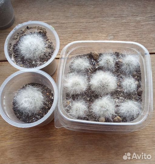 Кактус пушистый