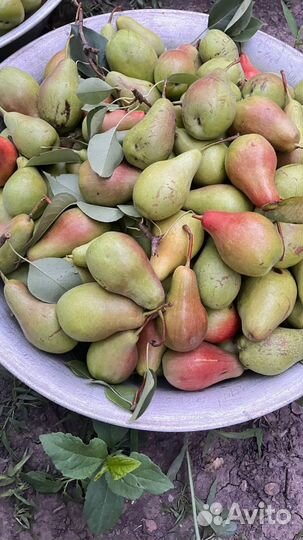 Груша(лесная красавица)