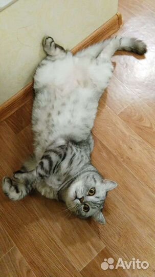 Шотландский кот