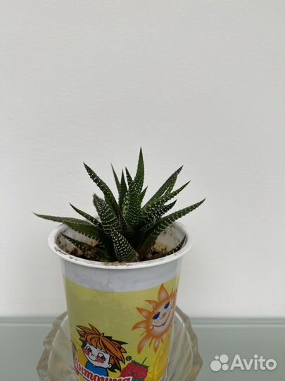 Комнатные растения цветы