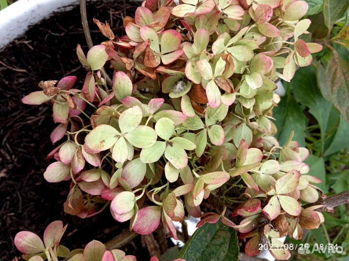 Продаю гортензию сорт пинклайд