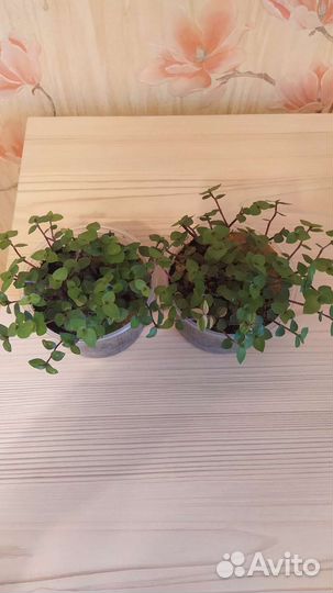 Комнатные растения (Крестовник Роули, Фикус.)