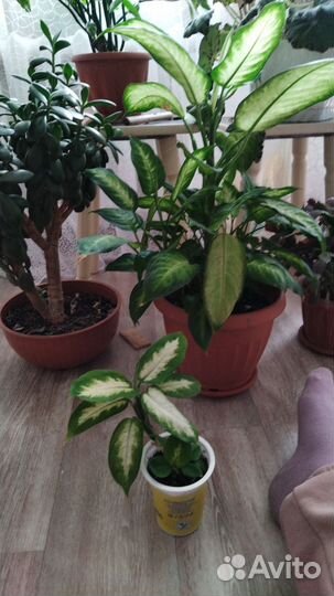 Комнатные цветы педилантус и другие