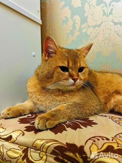 Потерялся кот