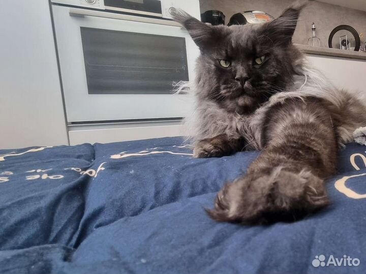 Кот мейн-кун вязка