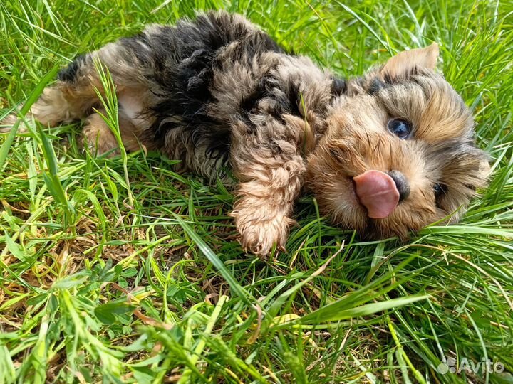 Йорик мальчик