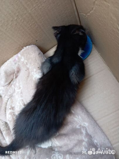 Котик в добрые руки
