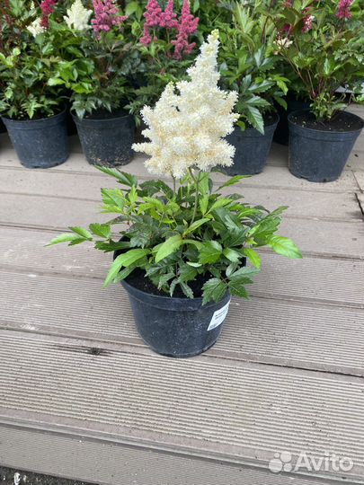 Астильба,хоста,лилейники