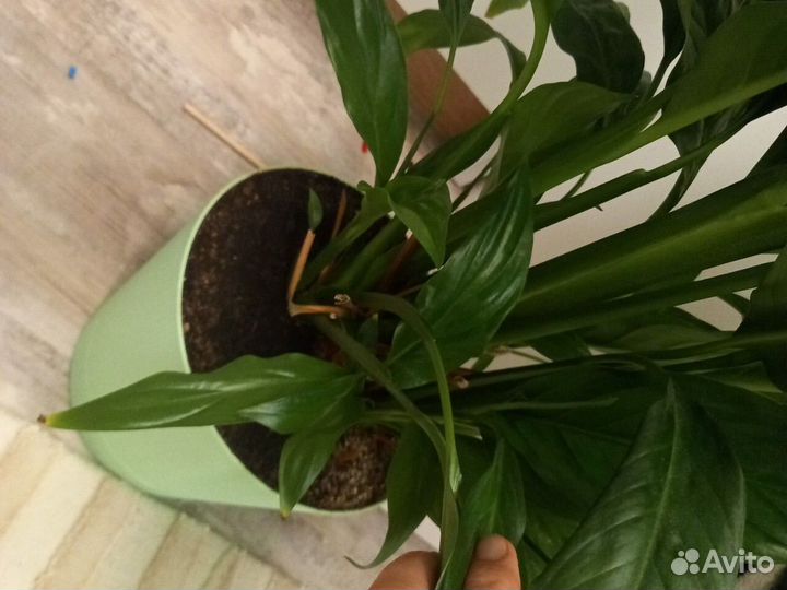 Спатифиллум