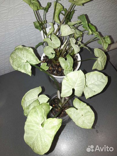 Домашние цветы